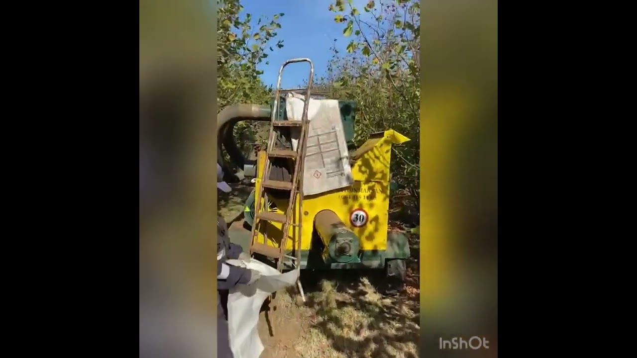 Proceso de cosecha de avellanas en Chile con recolectora tractor hecha en Turquía www.tecnodeliv.cl