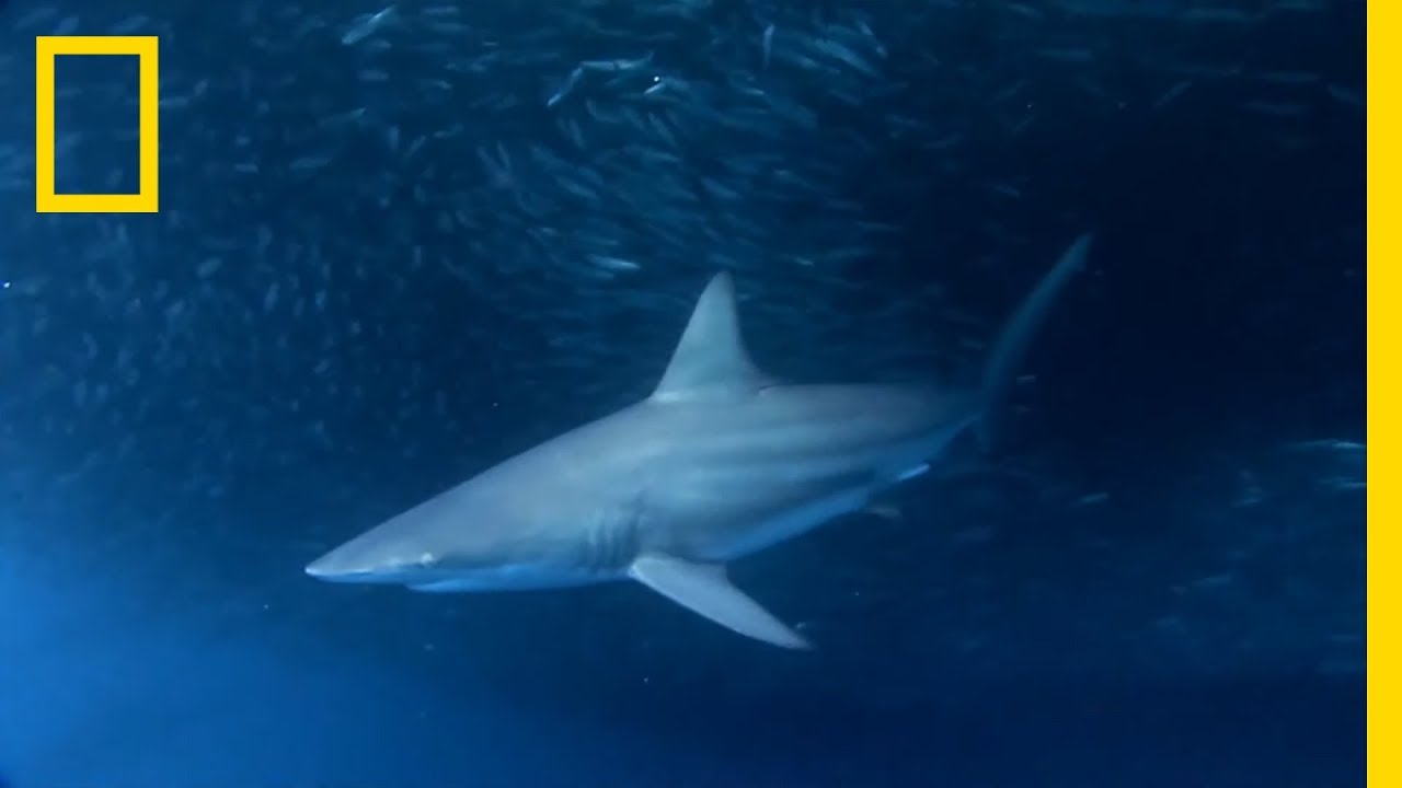 Привлекает ли саргассум акул в Галвестон? | SharkFest
