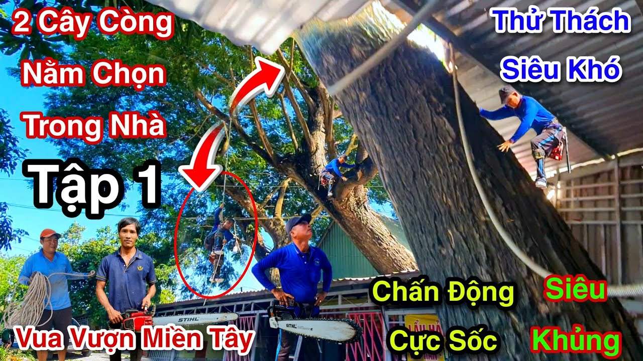 Chấn Động Nóc Nhà Vua Vượn Cưa 2 Cây Còng Siêu To Nằm Trong Nhà  Cực Kỳ Nguy Hiểm Tập 1