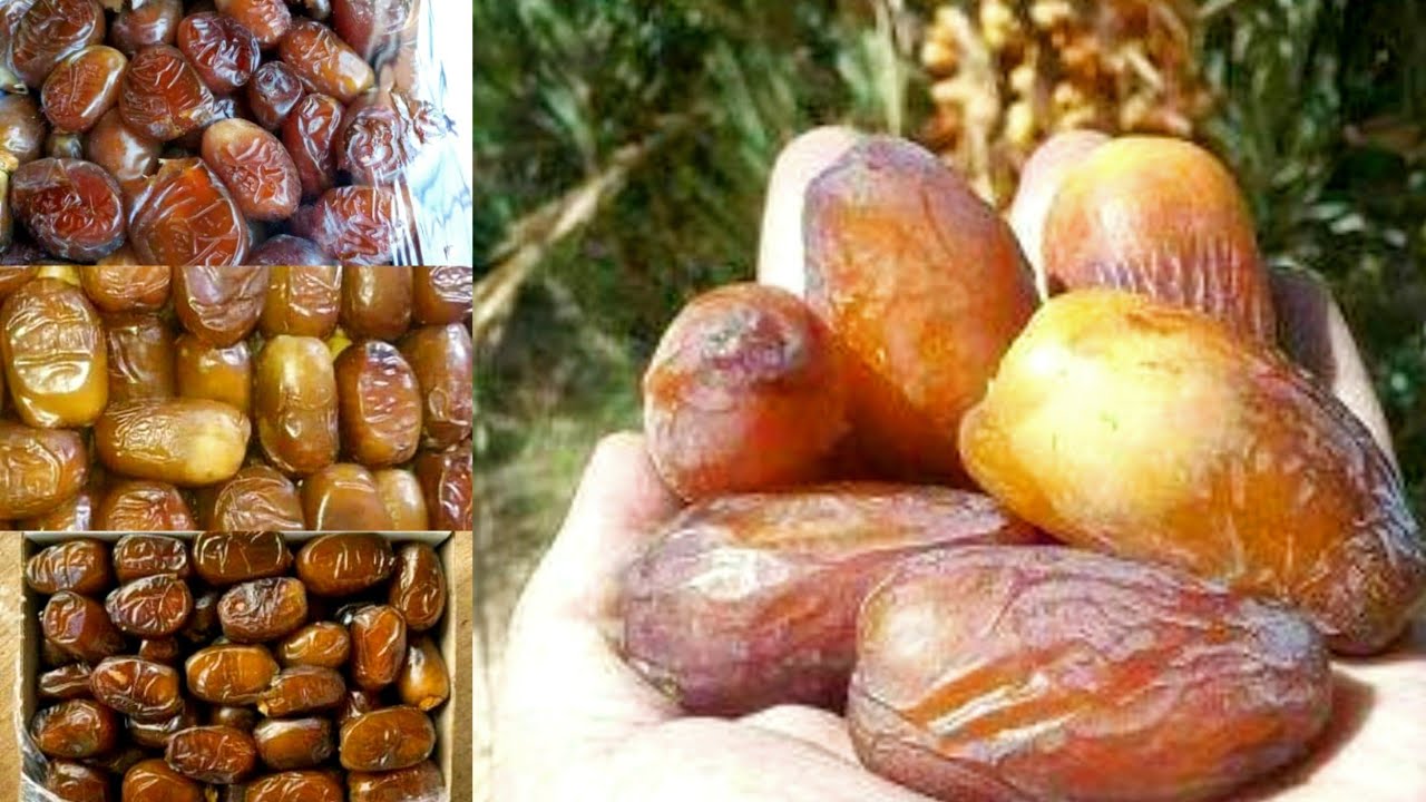 ثمر الفقوس مرحبا لبغا لمليح