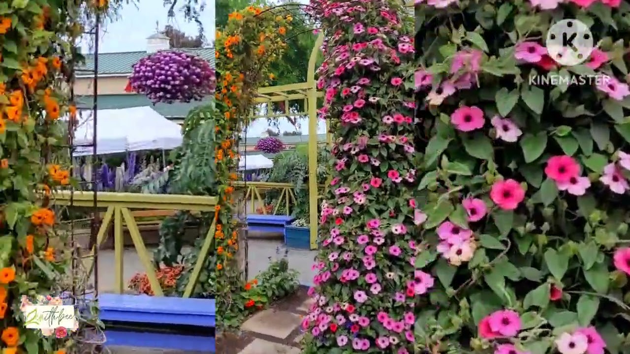 AMAZING FLOWERS TRELLIS AT THE FLOWER FIELDS | CARLSBAD, CALIFORNIA USA | ZENith BEE