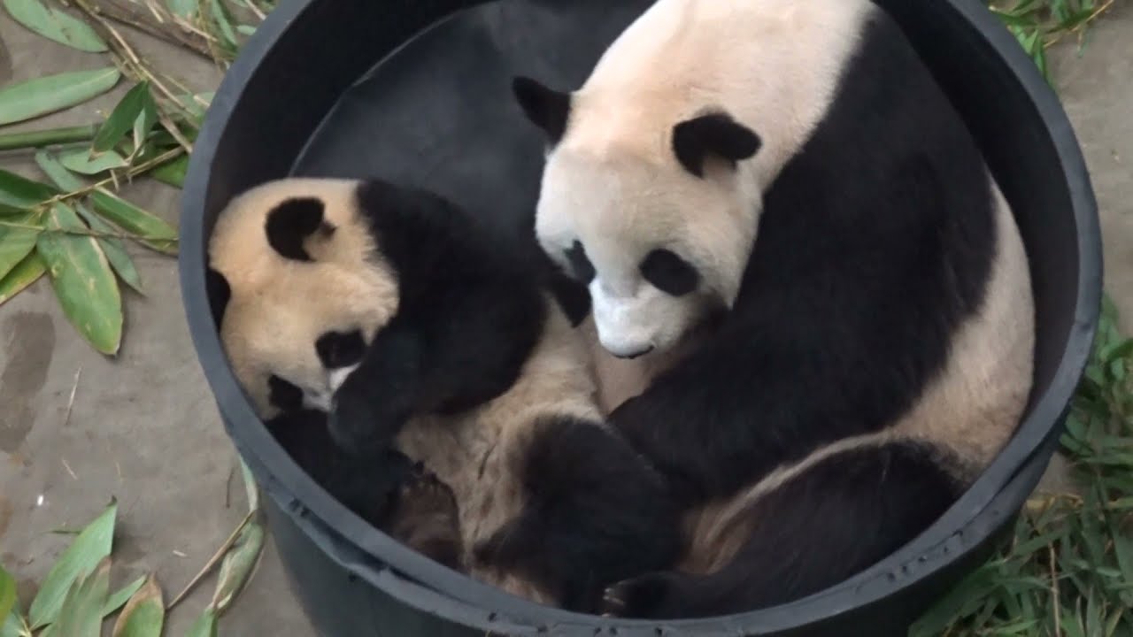 Schattige en grappige reuzenpanda's in Ouwehands Dierenpark. (Cute and funny giant pandas).