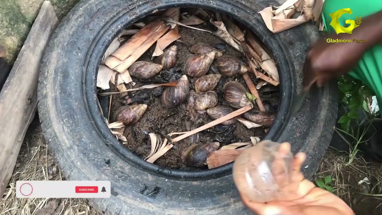 USING TYRES TO BREED SNAILS