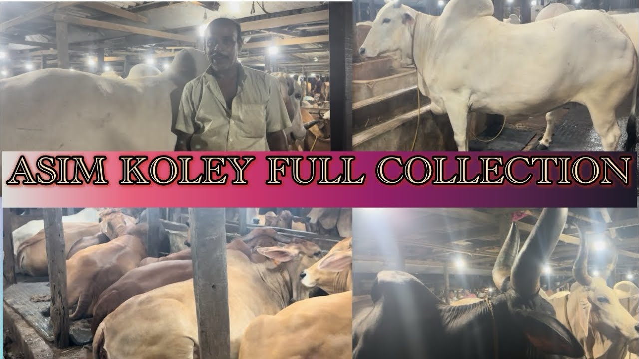 ASIM KOLEY KA BADKA BADKA MAAL🔥FULL FARM CHAKALLAS MAMALOG😎CHAKLU DA SE CHIGGI BAJI😎