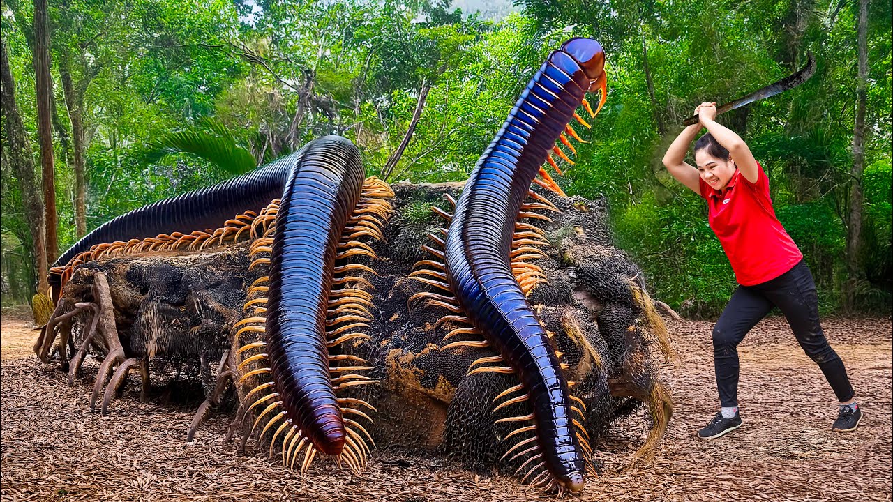 Harvesting Giant Thousand Legged Beast & Go to Market Sell | Recipe Centipede Cake | Lý Thị Hằng