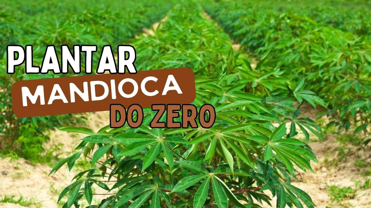 Como Plantar MANDIOCA pela 1ª Vez. Passo-a-Passo.