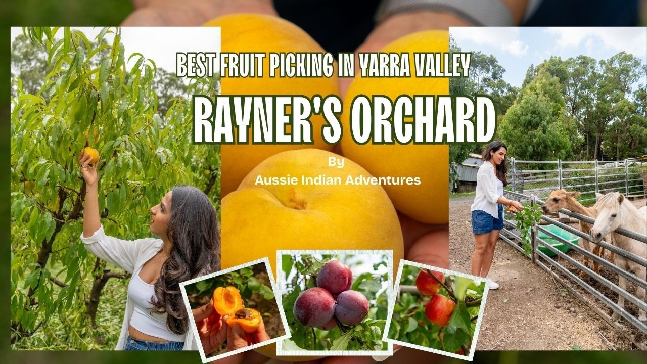 Ultimate Fruit Picking Experience Yarra Valley | Rayners Orchard | U Pick & Tractor Tour in Victoria