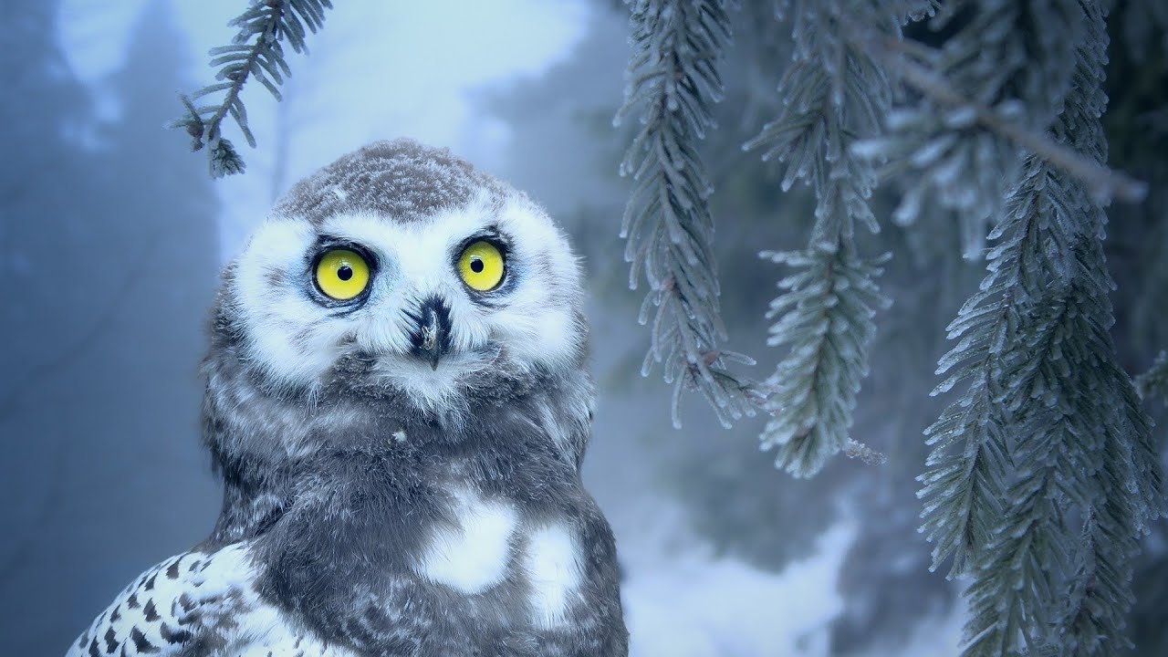 Beautiful relaxing music in Winter ,deep sleep ,stress relief, relaxation nature