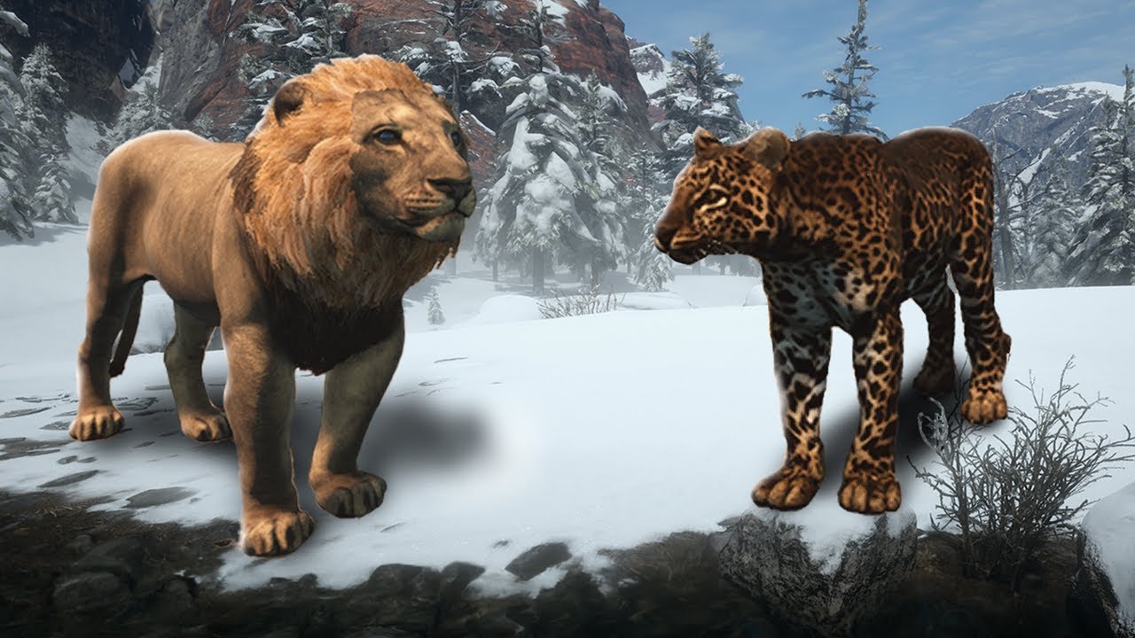 Leopardo - Neve na África, Leopardos caçaram Leões, Resgantando Bebê Leão - Animalia Survival 🦁