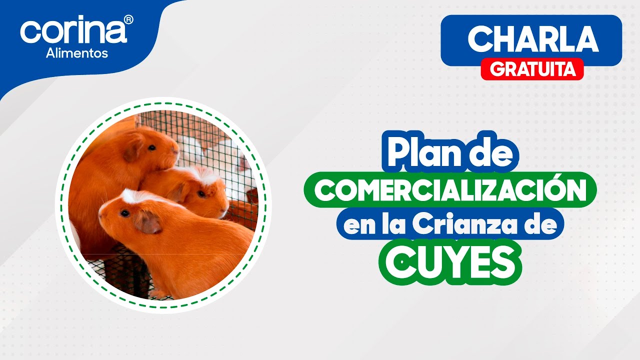 📣🐹 𝐏𝐥𝐚𝐧 𝐝𝐞 𝐂𝐨𝐦𝐞𝐫𝐜𝐢𝐚𝐥𝐢𝐳𝐚𝐜𝐢𝐨́𝐧 𝐞𝐧 𝐥𝐚 𝐂𝐫𝐢𝐚𝐧𝐳𝐚 𝐝𝐞 𝐂𝐮𝐲𝐞𝐬 - 𝐏𝐨𝐝𝐜𝐚𝐬𝐭 🐹📣
