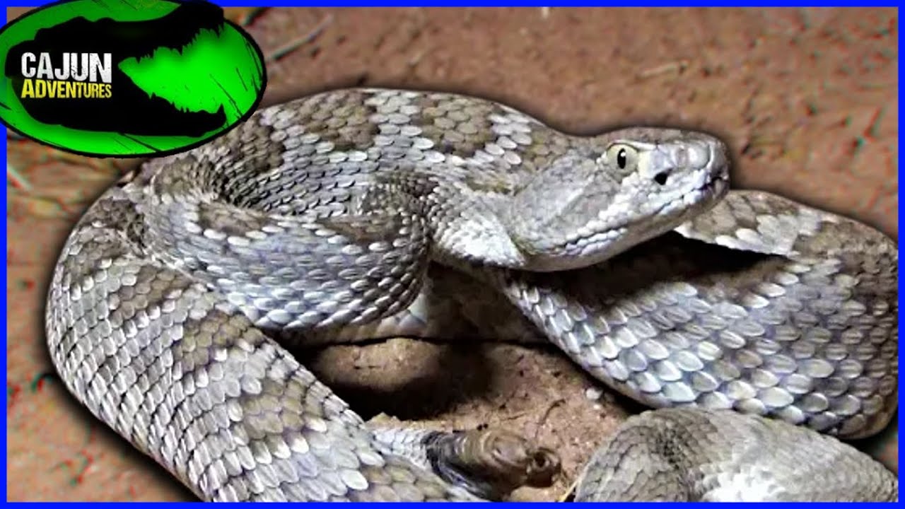 Worlds most VENOMOUS Rattlesnake - Mojave Rattlesnake