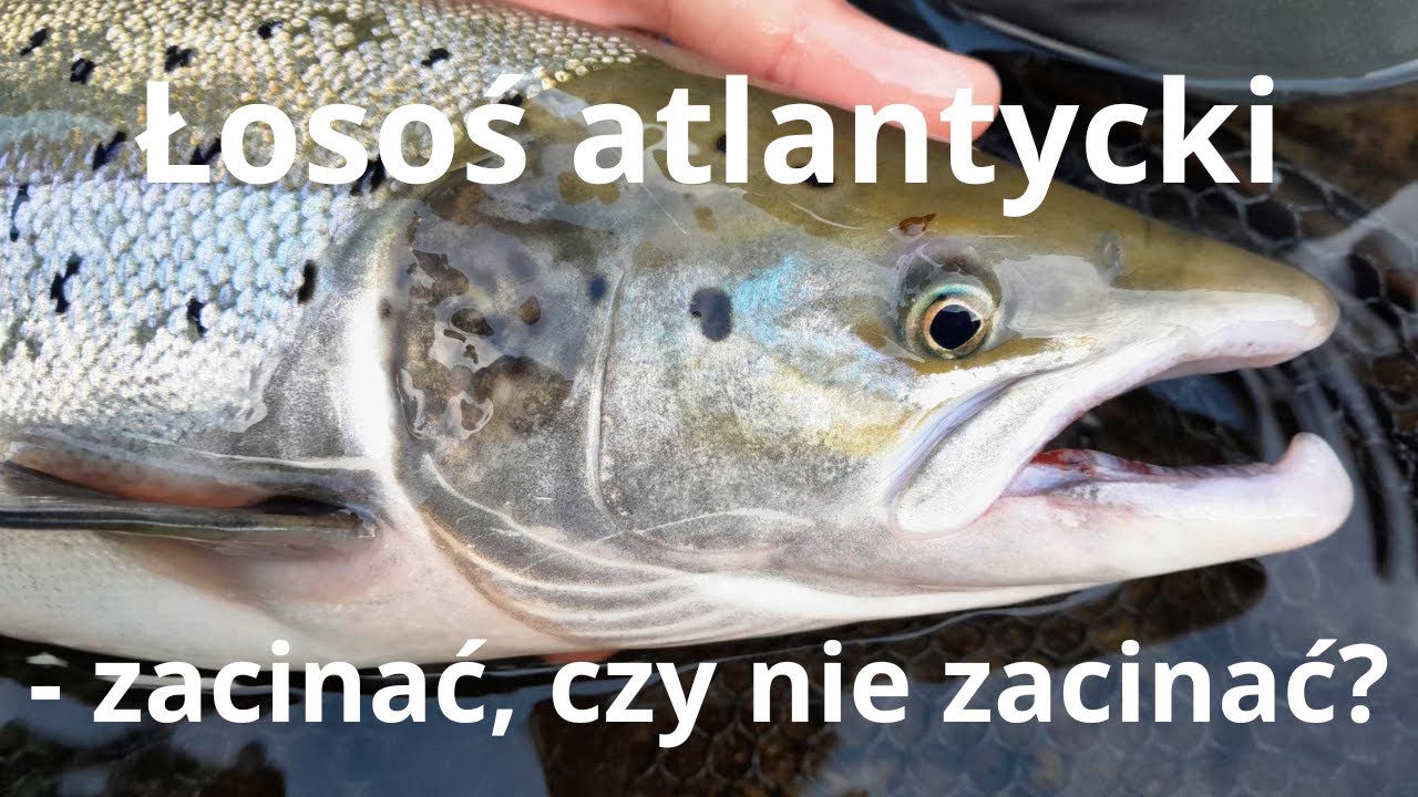 Łosoś atlantycki - zacinać, czy nie zacinać?