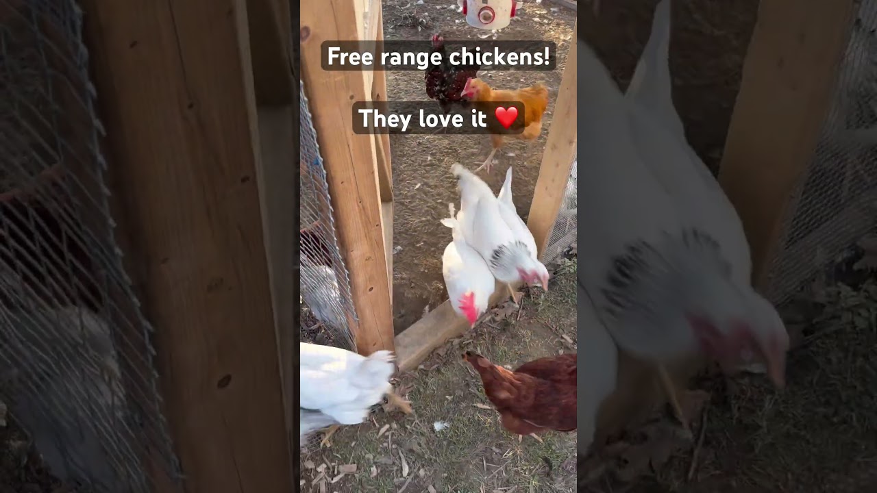 #chickens #freeranging #freerangechickens #backyardchickens