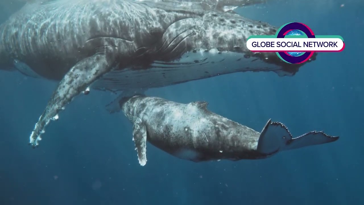 Why Whales Still Baffle Scientists After 100 Years,