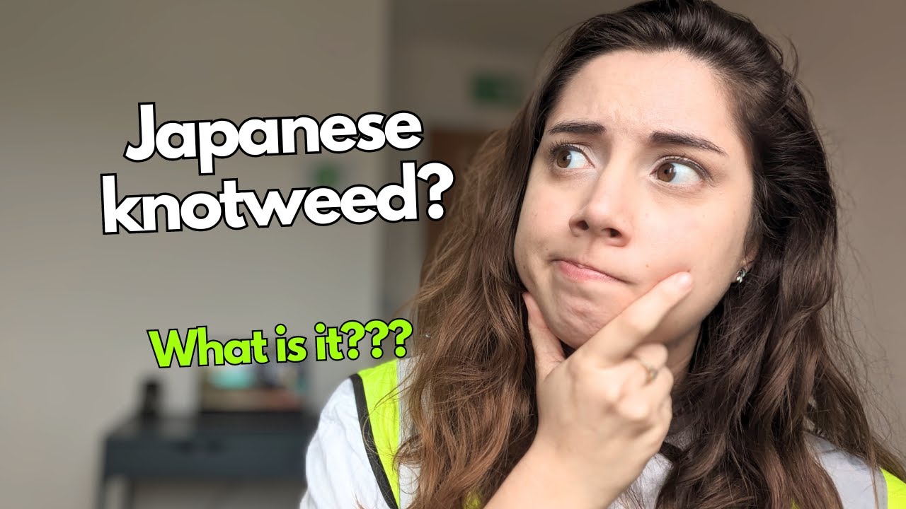 What is Japanese knotweed? | Why is it a problem in the UK?