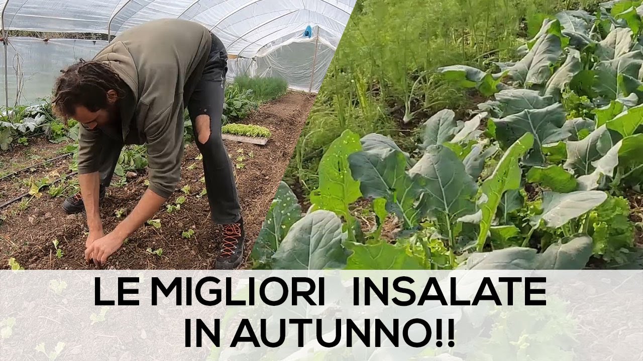 Cosa COLTIVARE in SERRA d'autunno
