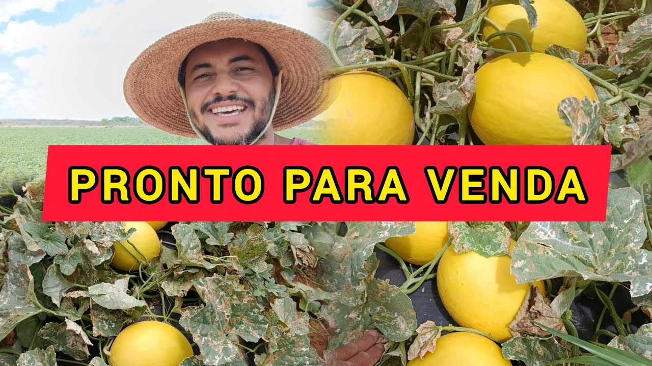 Melão está com 63 dias de plantado pronto para sem colhido