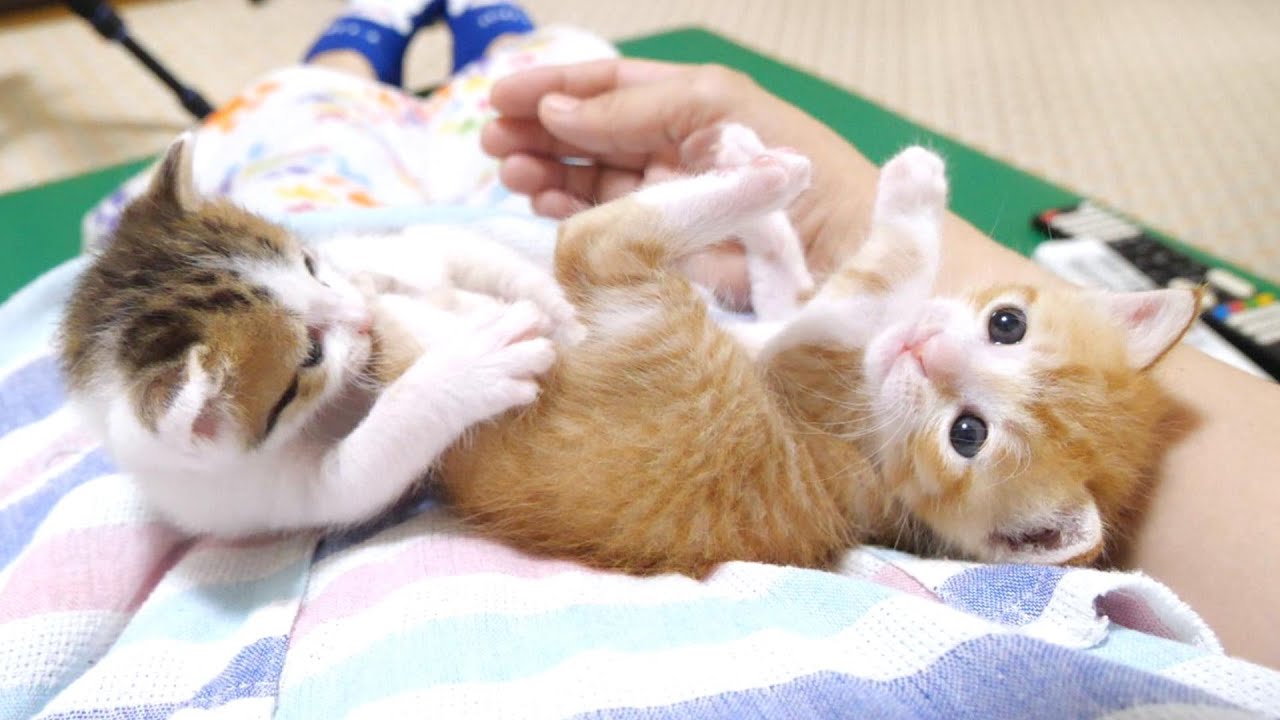 おしりをかじられた子猫が助けて！と見上げてきました【赤ちゃん猫　保護猫】
