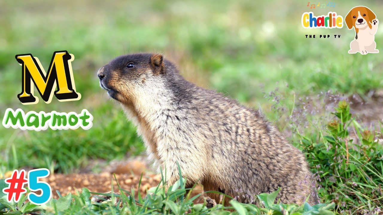ABC Animals Song for Kids #5 | Learn the Alphabet #abcd