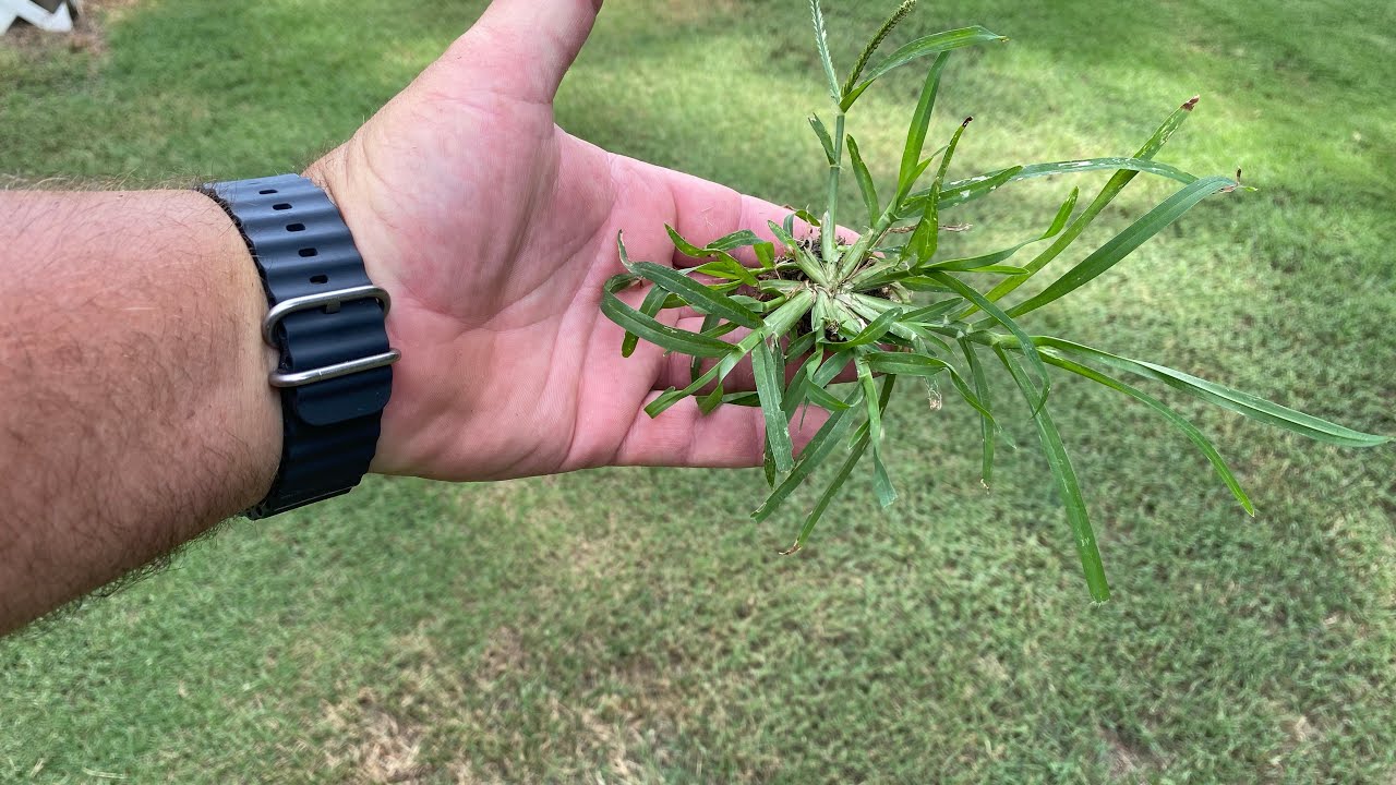 Goose Grass Control