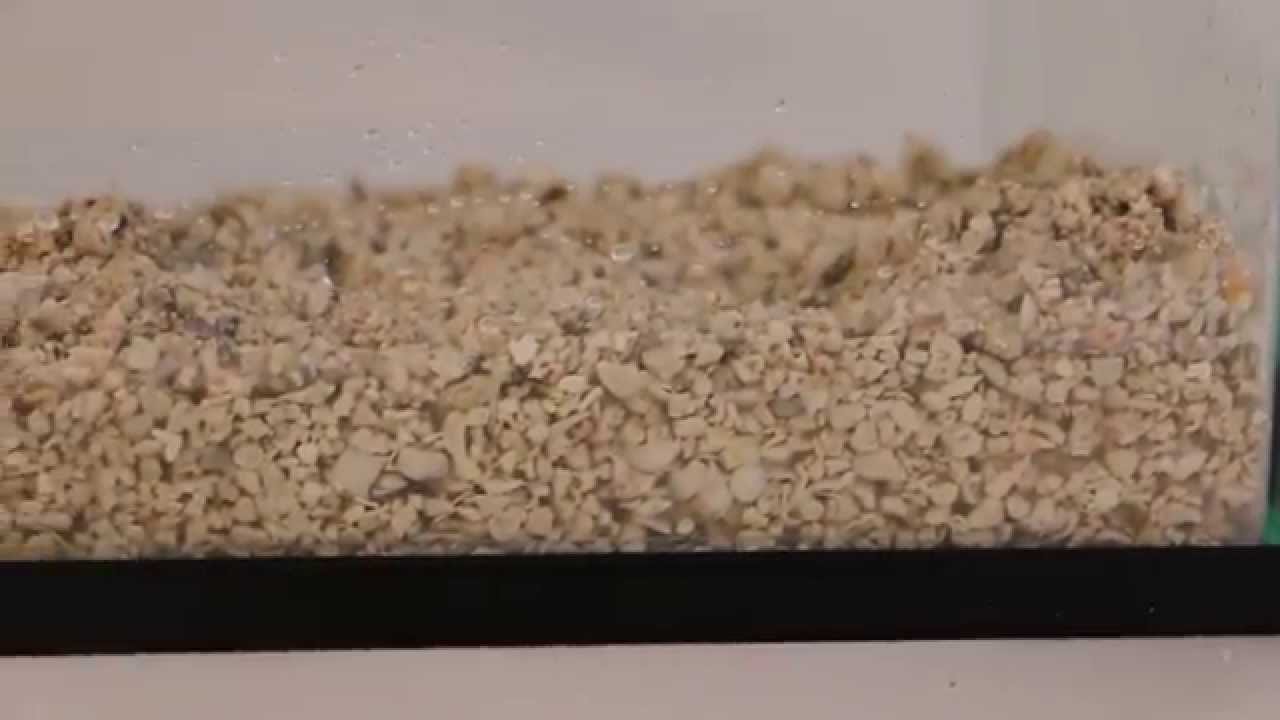Caribsea Aragonite Alive Sand