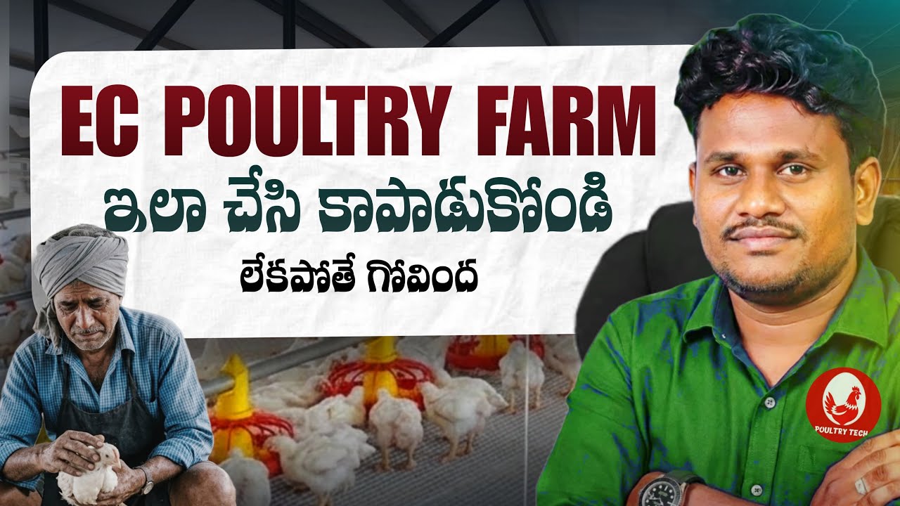 EC పౌల్ట్రీ ఫారమ్ ఇలా చేసి కాపాడుకోండి లేకపోతే బ్యాచ్ గోవింద