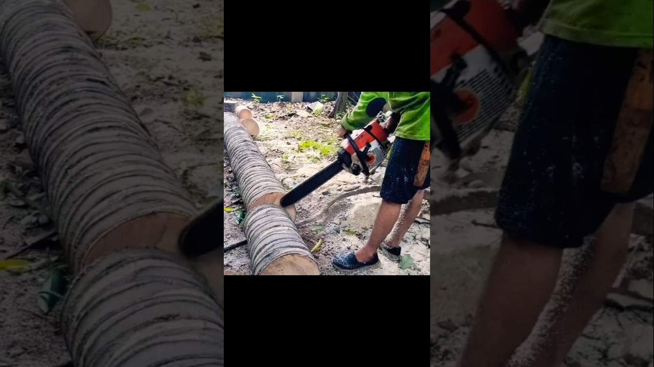 cutting coconut tree wood craft materials #chainsaw #woodscraft #treecutting