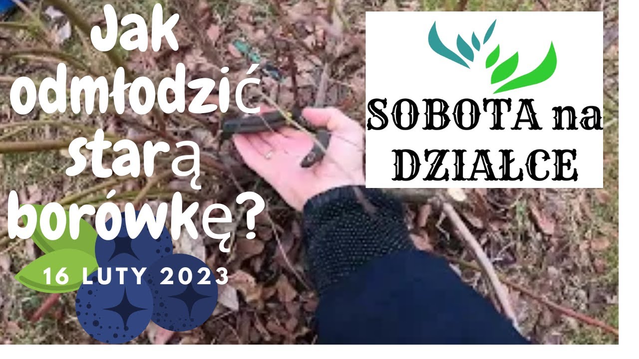 Jak odmłodzić starą borówkę?