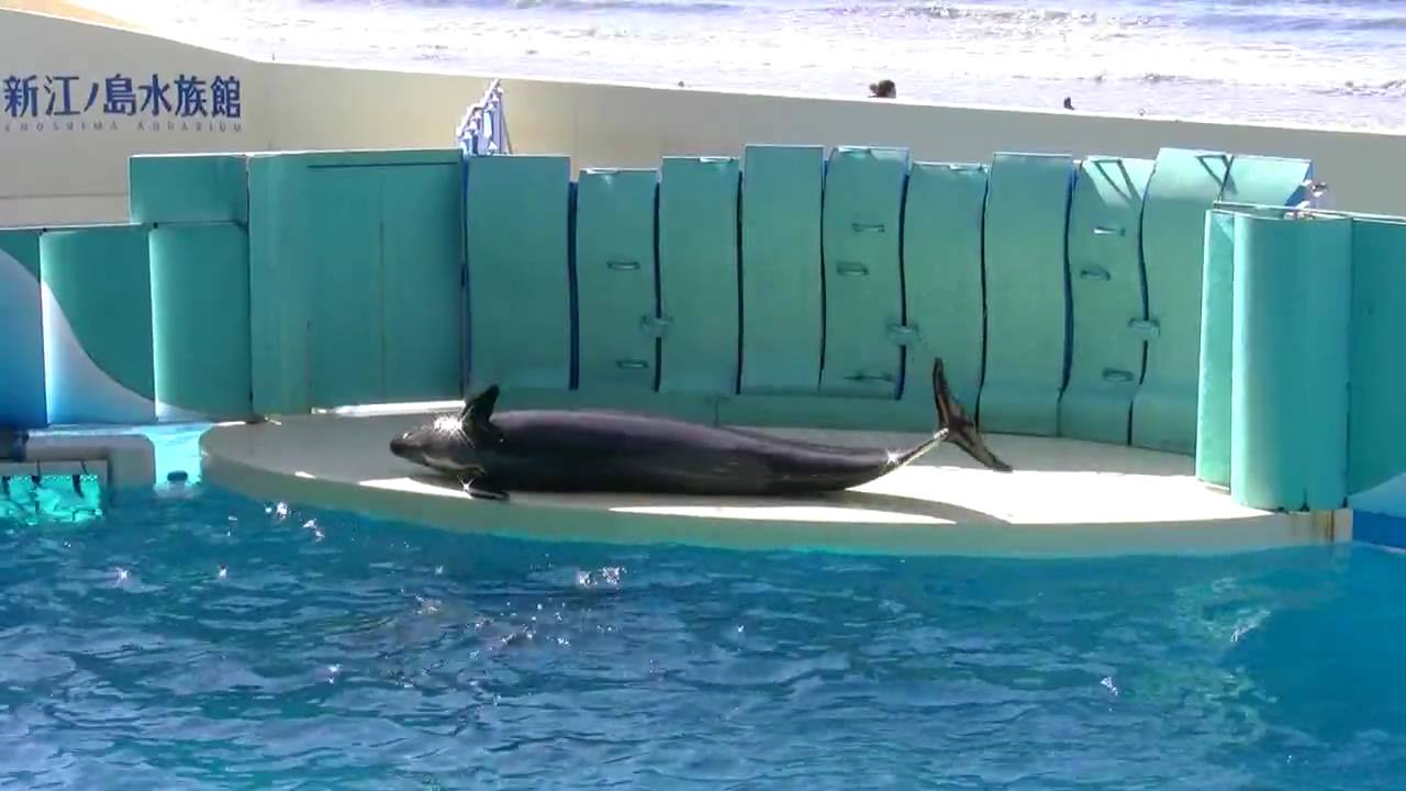 オキゴンドウ　日なたぼっこ？