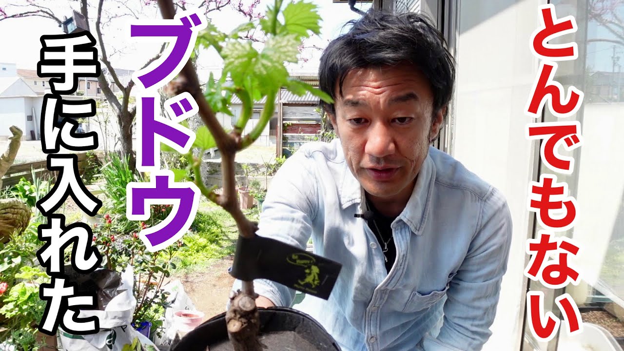僕はこのブドウを植えないといけない理由がある【園芸超人カーメン君】