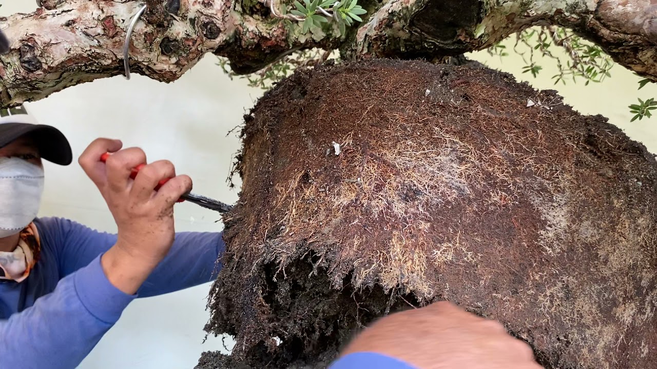 Tamang TIPS sa REPOTTING