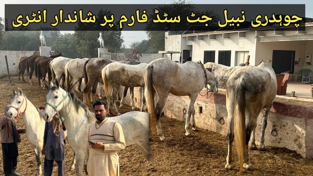 Spectacular entry at Chaudhry Nabeel Jutt Stud Farm | horse care tips