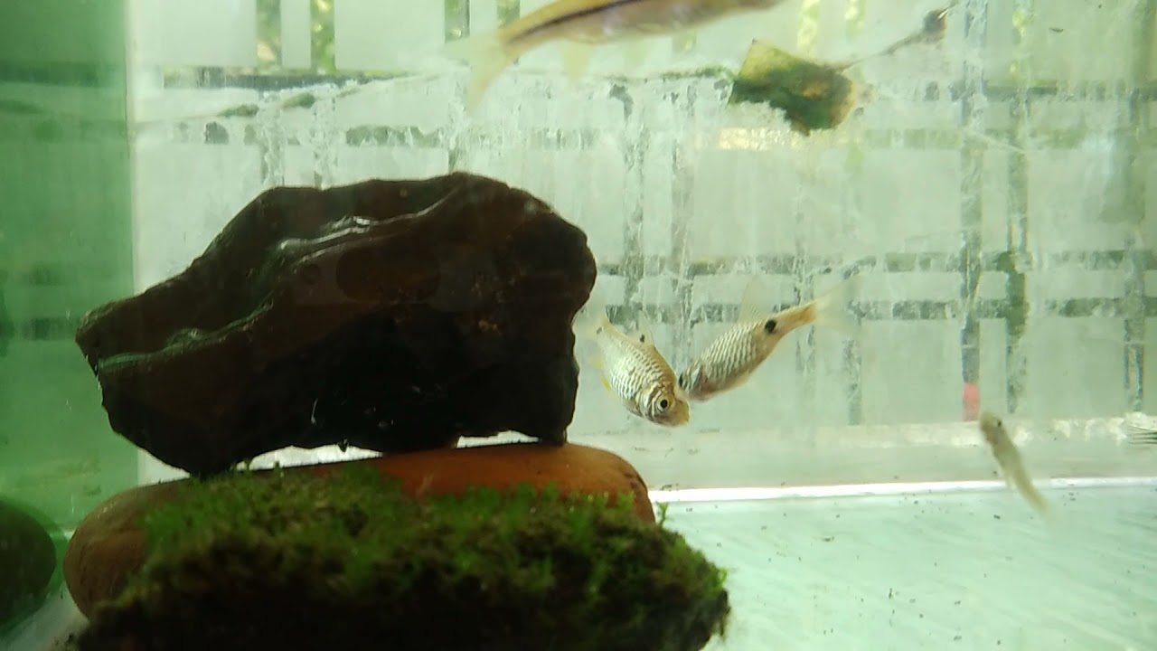 Indian flying barb ( Esomus danricus )