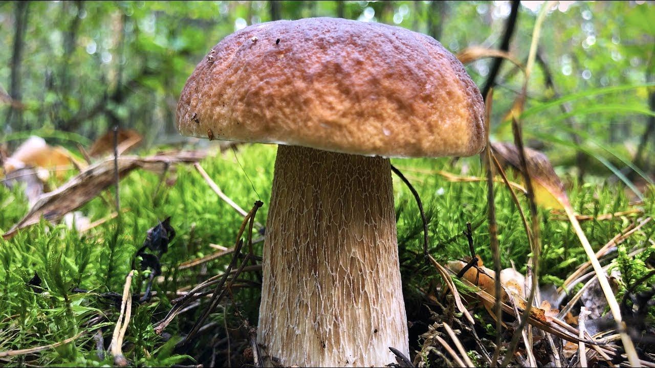 Found Over 100 Mushrooms in One Spot! Untouched Mushroom Hunting Grounds!