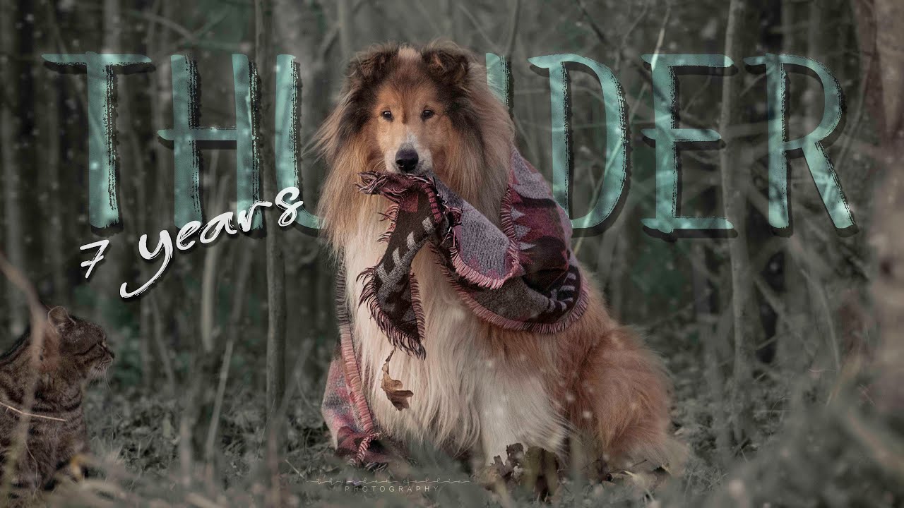 Dog Tricks by Rough Collie THUNDER || 7 years old 💚