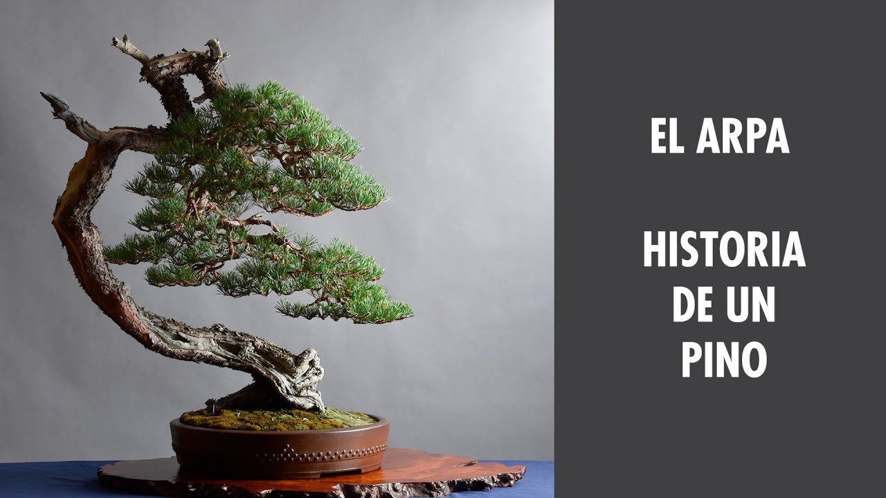 El Arpa. Historia de un pino.