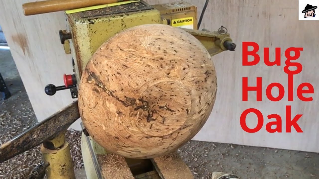 Woodturning-bug riddled oak crotch
