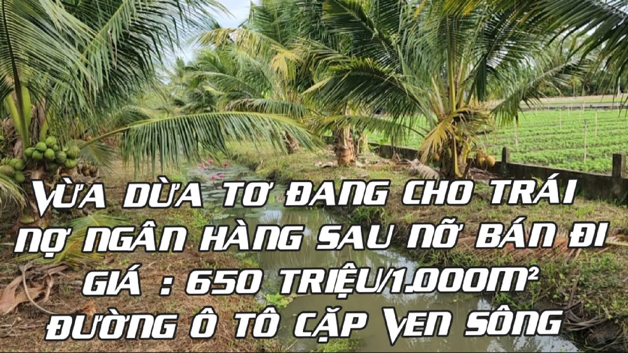 Tập 2674 : (Đã Bán)Vừa dừa tơ đang cho cho trái - Nợ ngân hàng sau nỡ bán đi, 650 triệu/1.000m²