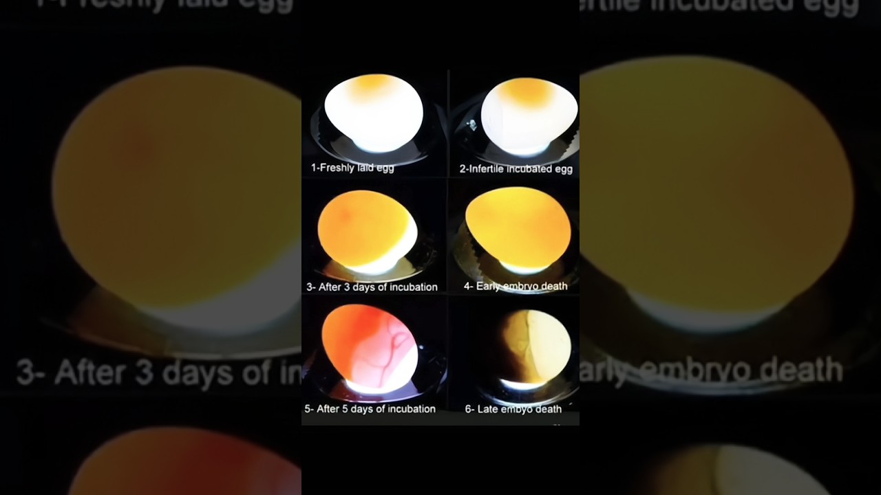 Dead in shell eggs || Problems Solutions 🔥 