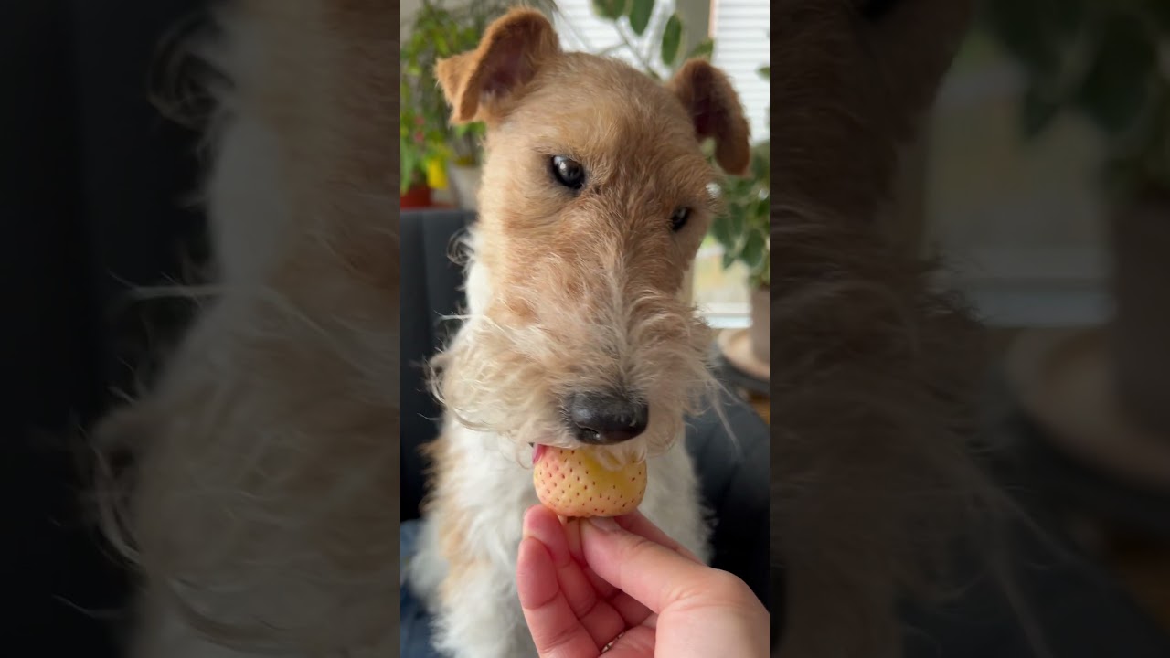 #kaiababychompoodo #wirefoxterrier #chompoodo #doglover