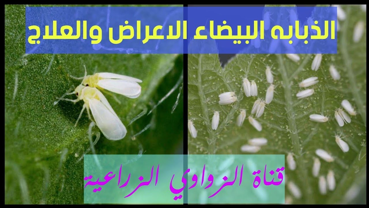 الذبابه البيضاء الحشرة الاخطر الاعراض والعلاج حصريا على قناة الزواوي الزراعية
