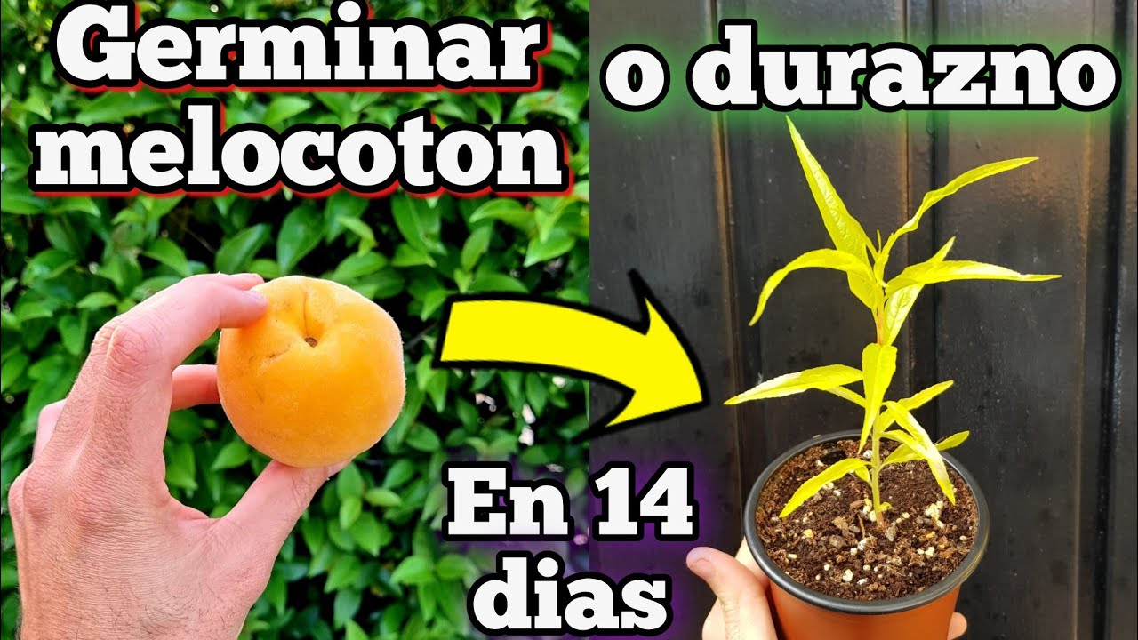 COMO GERMINAR DURAZNO en 14 Dias! Germinar Semillas de Melocotón (Sembrar y Plantar Melocotonero)