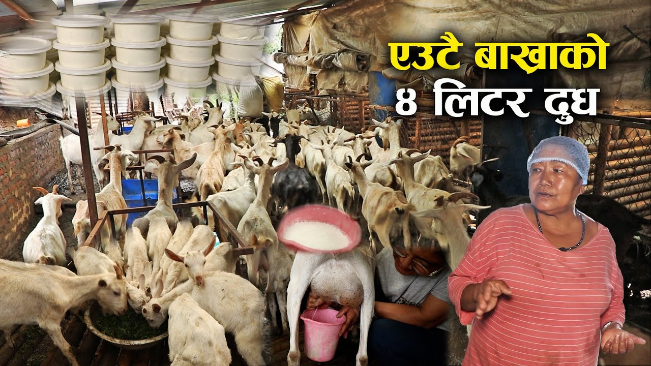 १ सय ३० ओटा सानन बाख्रा पालेर ७ थरीको चिज बनाउदै मिना गुरुङ - Saanen goat husbandry in Nepal