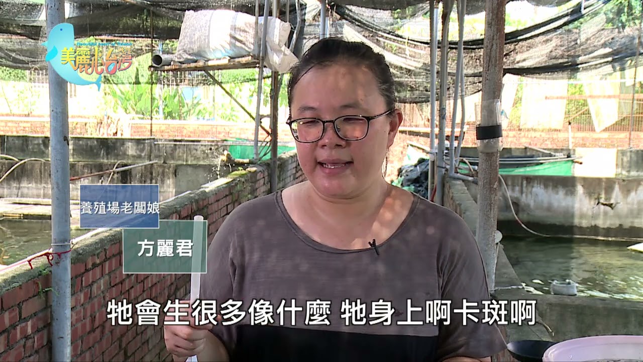 【屏東長治】台灣米蝦 驚豔國際 | 用心的產業 | 281 | #美麗心台灣