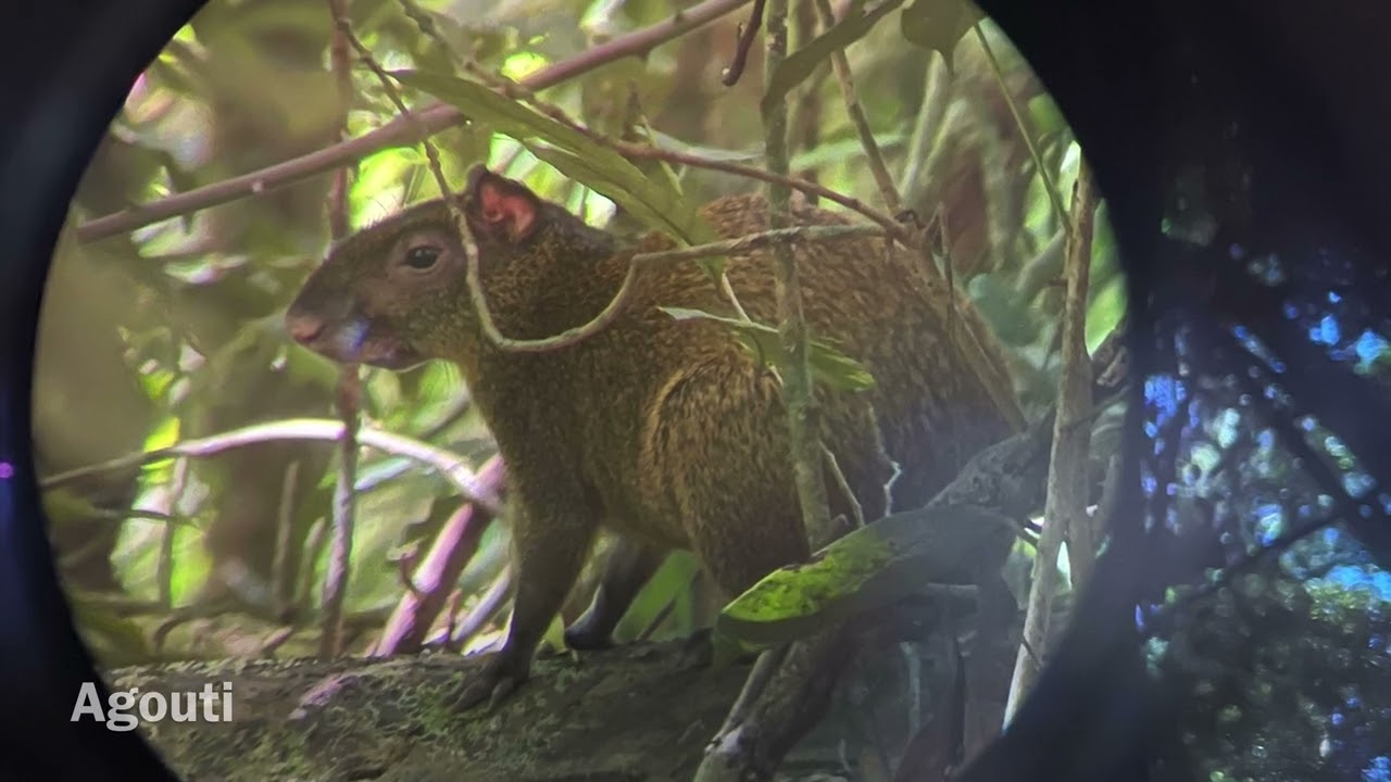 Monteverde Cloud Forest:  Curi-Cancha and Sky Trek