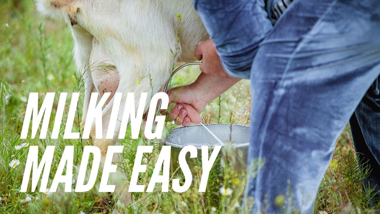 How To Milk A Goat | Milking by Hand | Goat Milking 101 |  Supplies for milking | Milking Practices