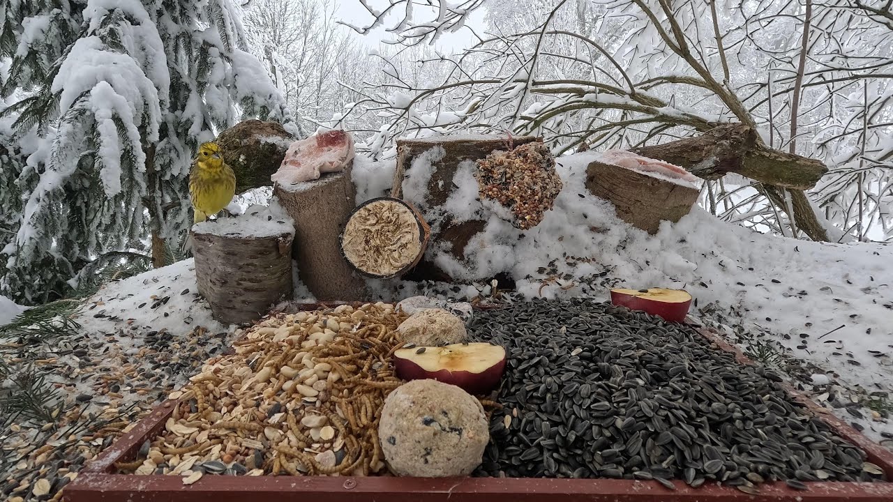 🔴📺 4 hour of Forest Bird Feeder | Krmítko pro lesní ptáky | Зимова  годівниця  для  птахів 🐦 RELAX 🐦