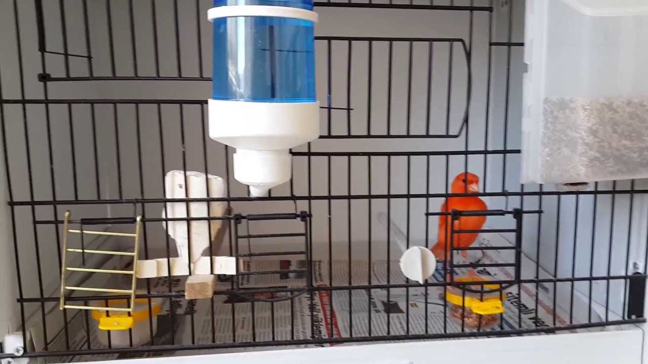 Red Factor Canary (Molting Period)