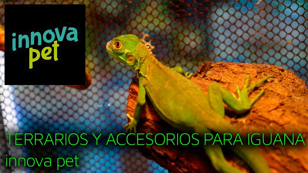 TERRARIOS Y ACCESORIOS PARA IGUANA | innova pet | CUIDADOS BÁSICOS DE IGUANA |
