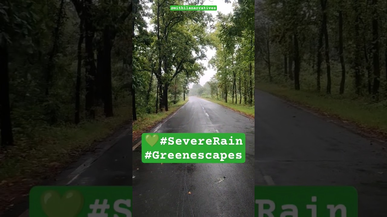 Severe Rainfall in Sambalpur &ndash; Nature&rsquo;s Green Escape 🌧️🌿#greenescape #severerainfall
